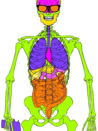 Vital Dude 23x35 paper shooting target with a skeletal and vital organ overlay for anatomical shot placement practice.